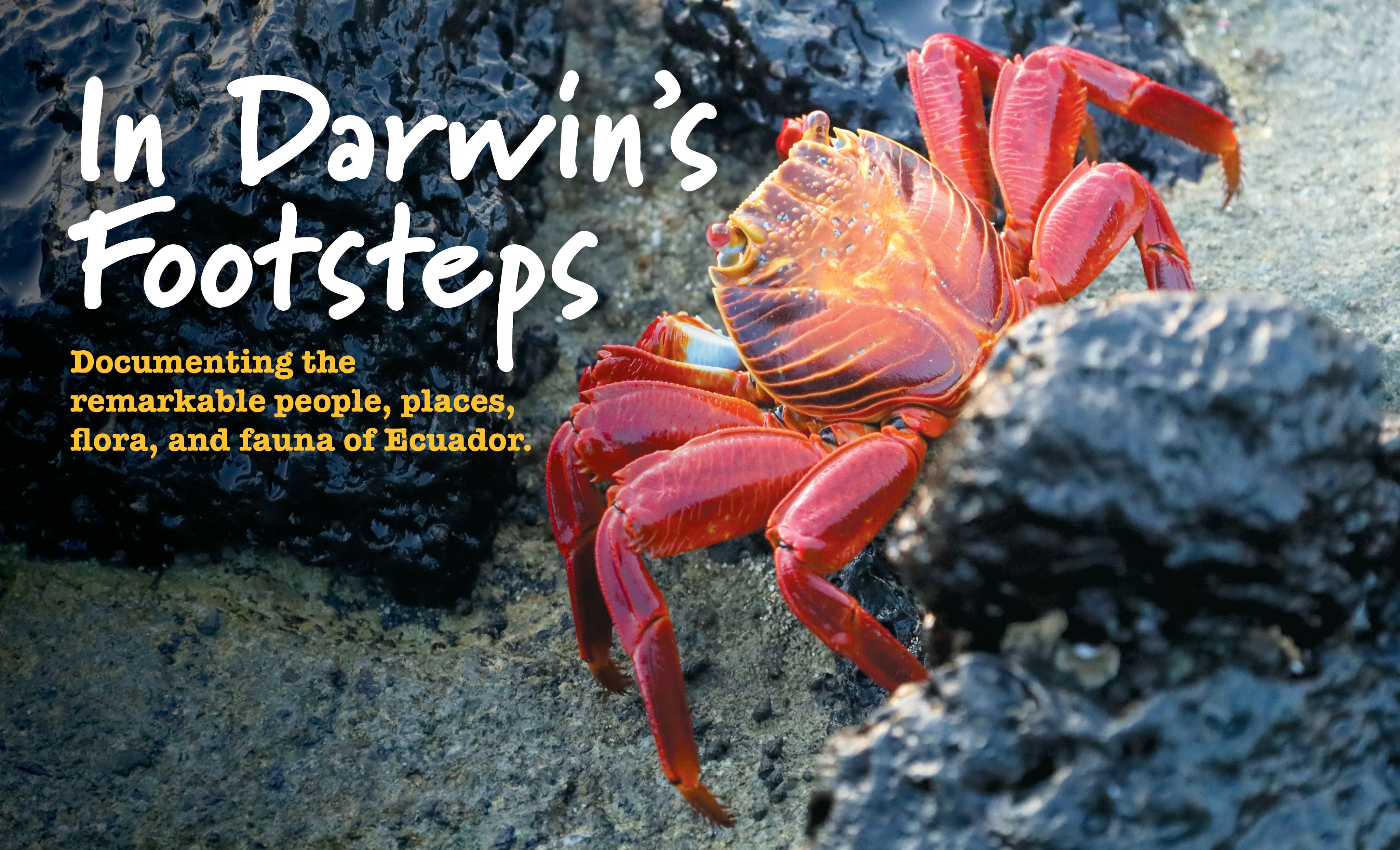 In Darwin’s Footsteps: Documenting the remarkable people, places, flora, and fauna of Ecuador. A Sally Lightfoot crab stands in sand and rocks.